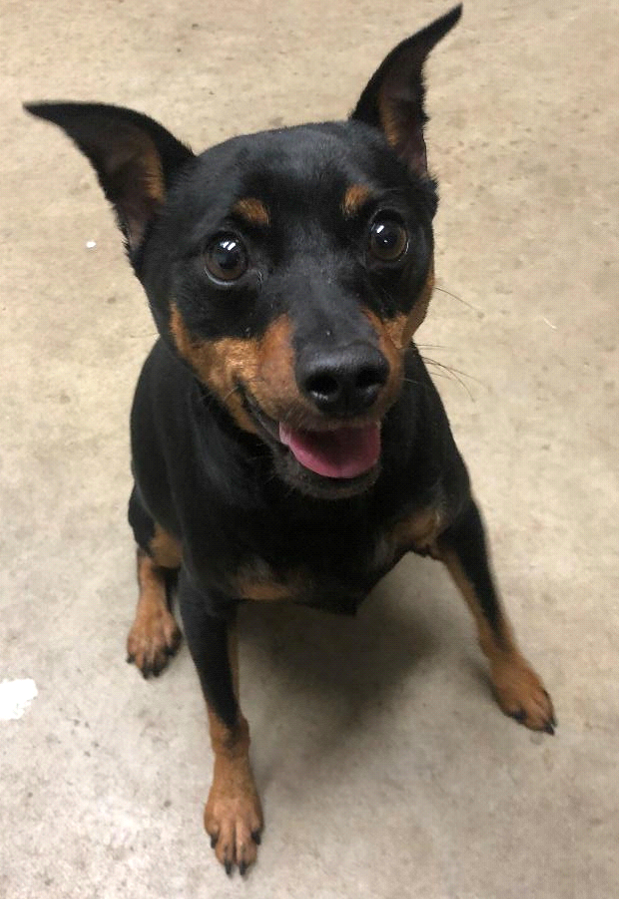 Adoption in Monticello, IA Monticello Veterinary Clinic